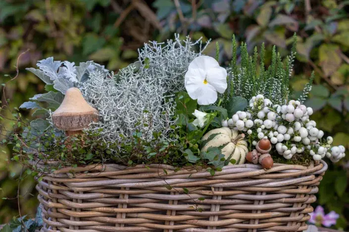 Podzimní a zimní truhlíky. Podzimní a zimní truhlíky.