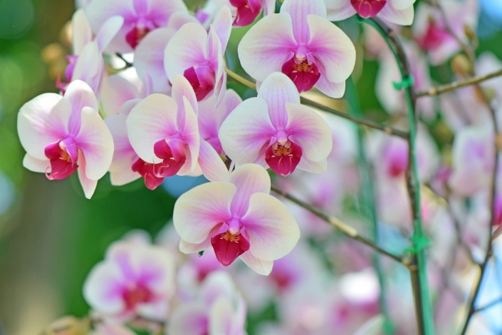 orchidej