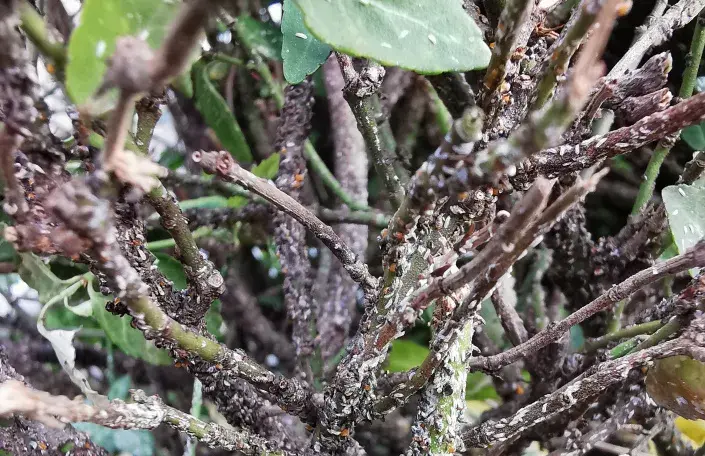 Škůdce štítenka na brslenu Škůdce štítenka na brslenu