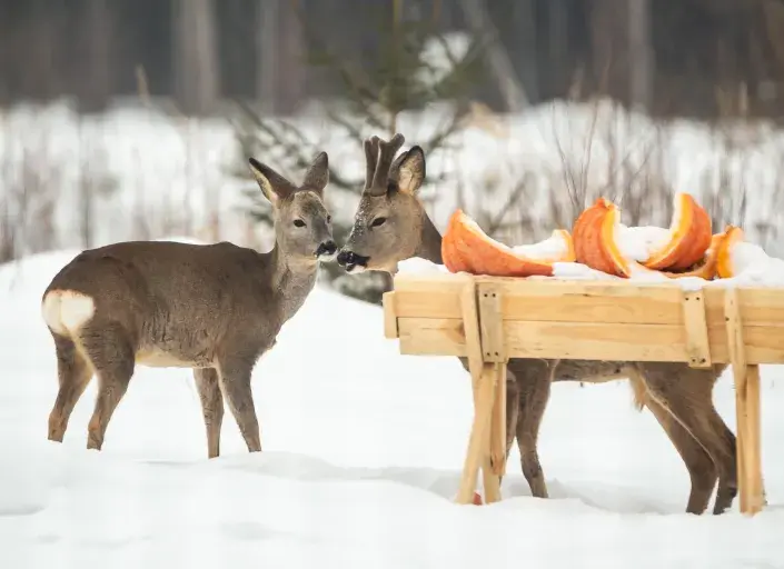 přikrmování zvěře