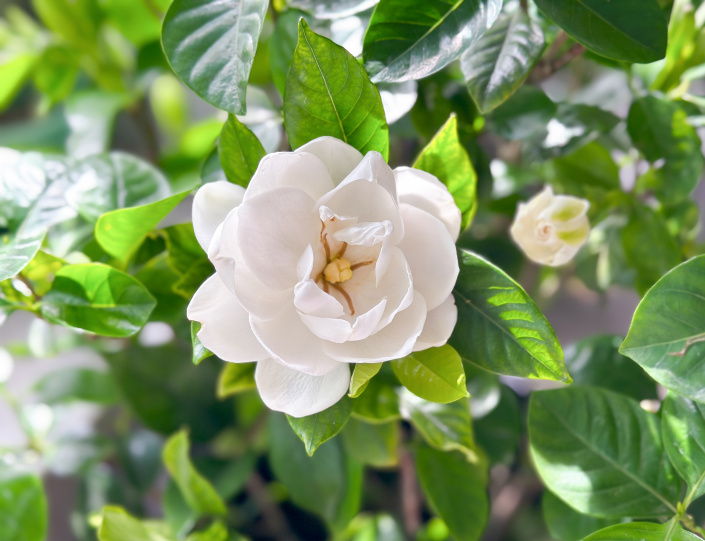 Gardénie