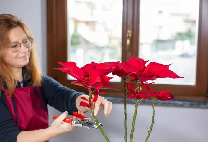 vánoční hvězda vánoční hvězda