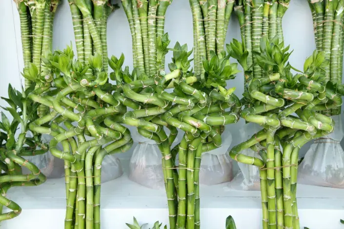 Lucky Bamboo neboli bambus pro štěstí  Lucky Bamboo neboli bambus pro štěstí