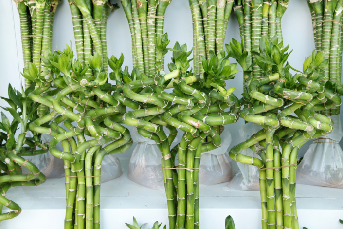 Lucky Bamboo neboli bambus pro štěstí 