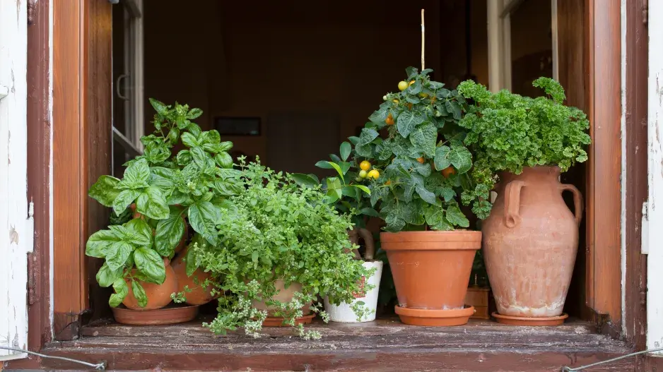 Pěstování bylinek