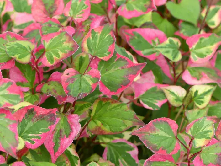 chameleonka neboli touleň chameleonka neboli touleň