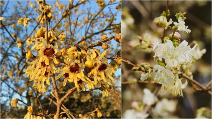 zimolez a zimnokvět zimolez a zimnokvět