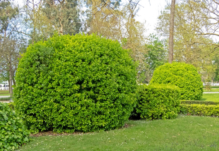 Brslen japonský (Euonymus japonicus)