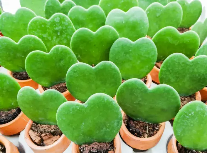 Srdíčková voskovka (Hoya kerrii)