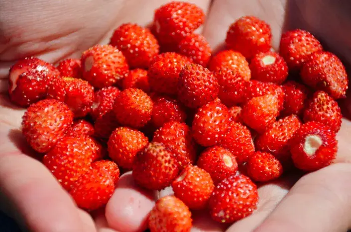 měsíční jahody měsíční jahody