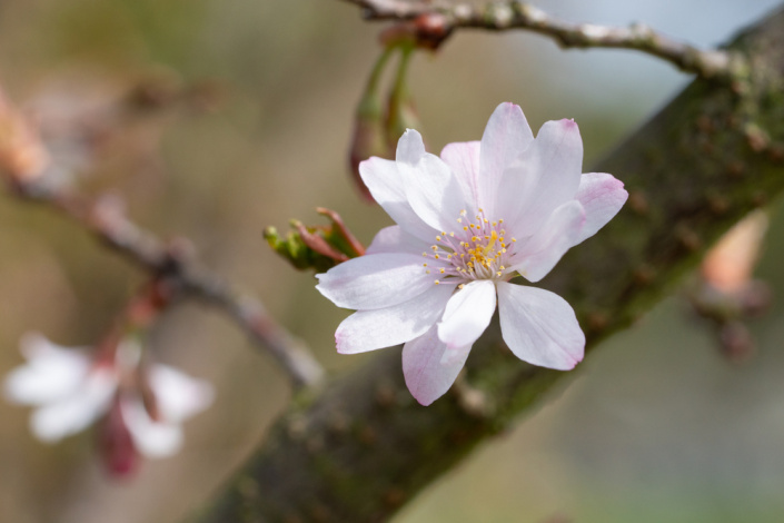 Slivoň chloupkatá (Prunus subhirtella) 