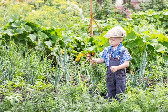 pěstování zeleniny