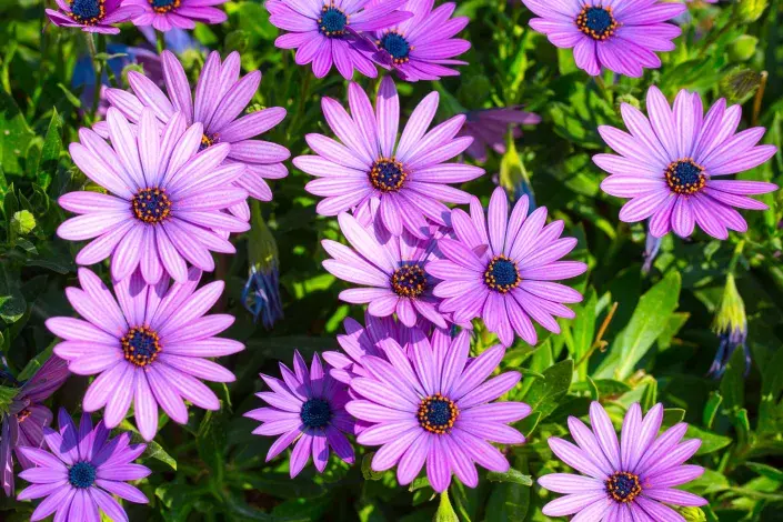 kapská kopretina neboli osteospermum
