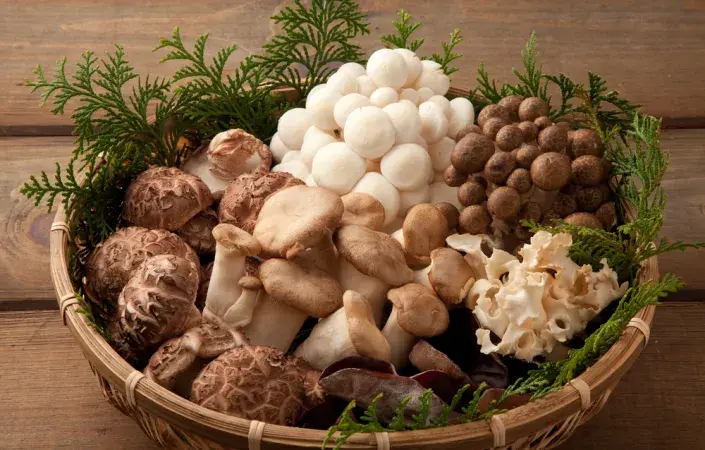 houby pěstování houby pěstování