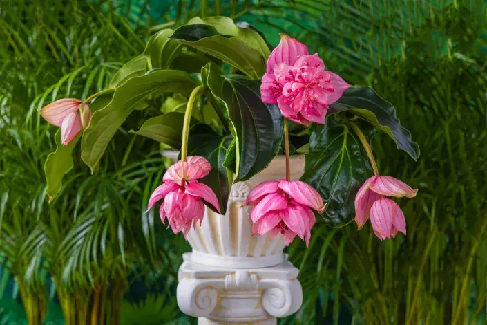 Tupoušek sloní, tupoušek pyšný, medinila (Medinilla magnifica)