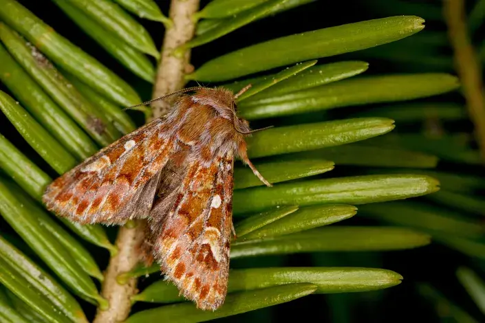 sosnokaz borový sosnokaz borový