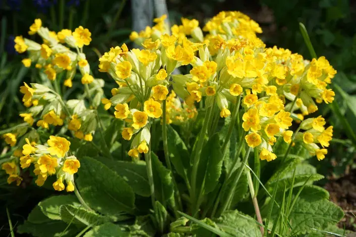 Primule jarní Primule jarní