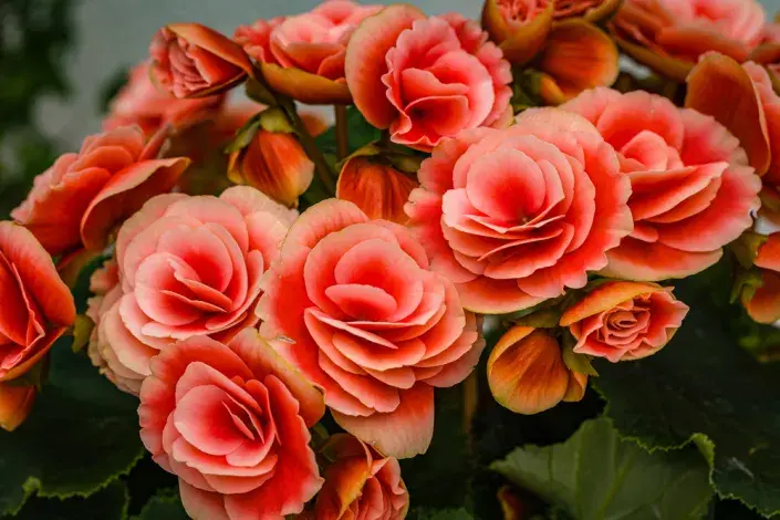 Begonie (Begonia elatior) 