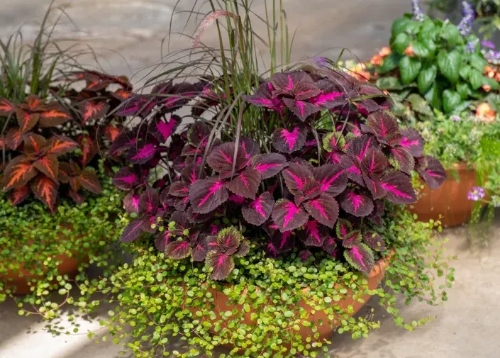 Africká kopřiva (Coleus blumei)  Africká kopřiva (Coleus blumei)