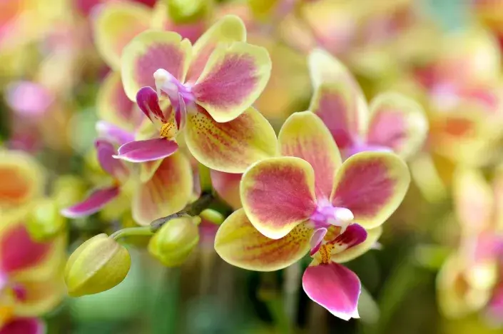 orchidej Phalenopsis orchidej Phalenopsis