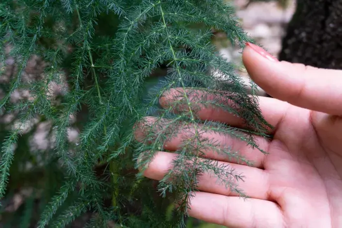 pokojové rostliny s jemným olistěním
