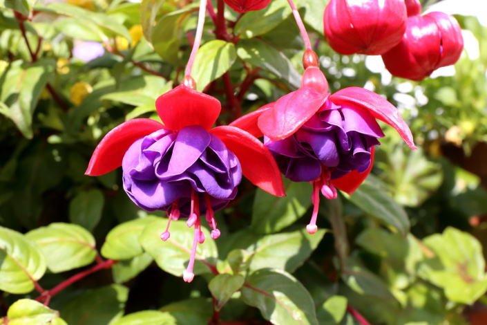 Fuchsie