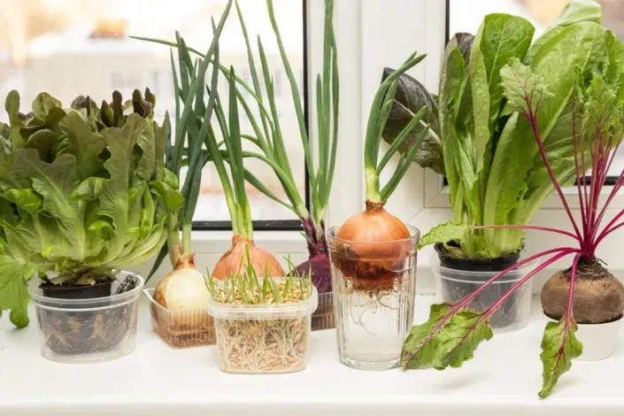 zelenina z parapetu zelenina z parapetu