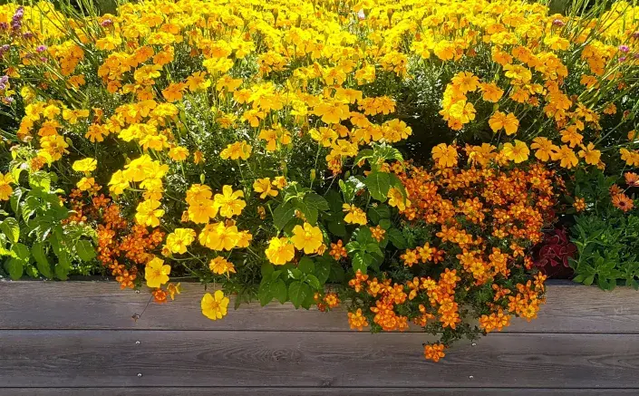 balkon žlutá balkon žlutá