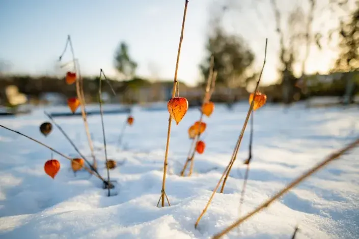 Lednové a únorové pranostiky