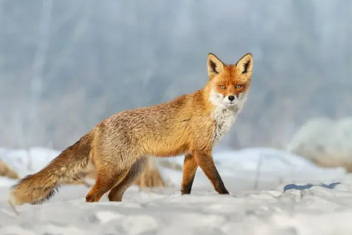 Zvířata našich lesů. Zvířata našich lesů.