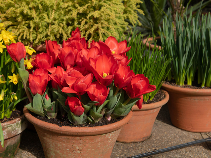 tulipány a narcisy