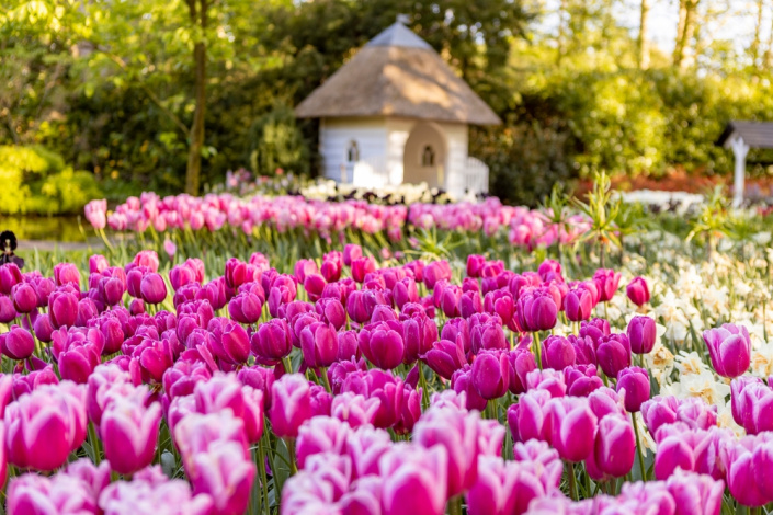 tulipán