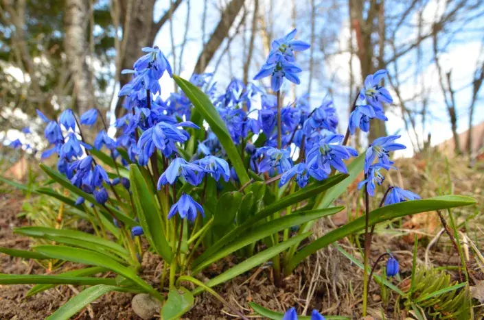 Ladoňka (Scilla siberica)