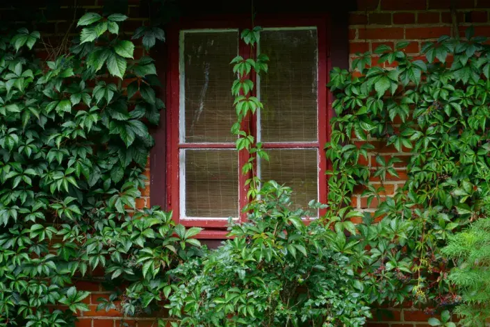 Přísavník pětiprstý (Parthenocissus quinquefolia)