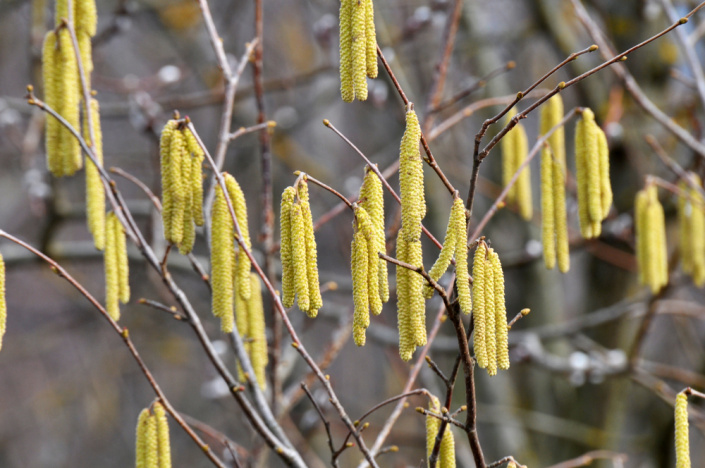 Líska obecná (Corylus avellana) 