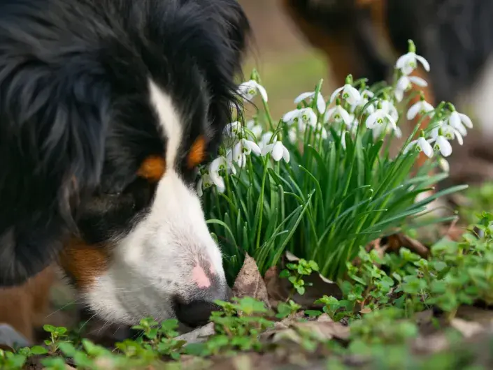 jedovaté jarní květiny jedovaté jarní květiny