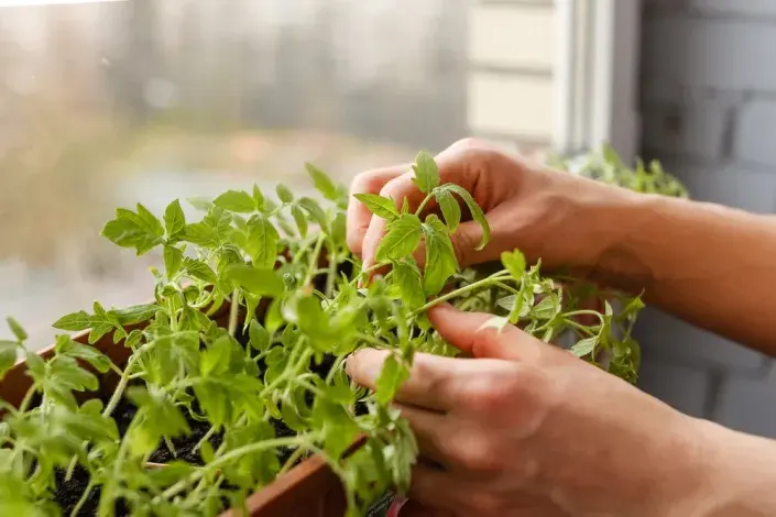 jarní výsev jarní výsev