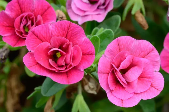 Minipetunie Minipetunie