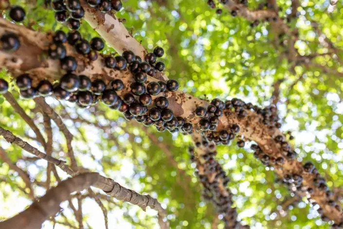 Tropické ovoce Tropické ovoce