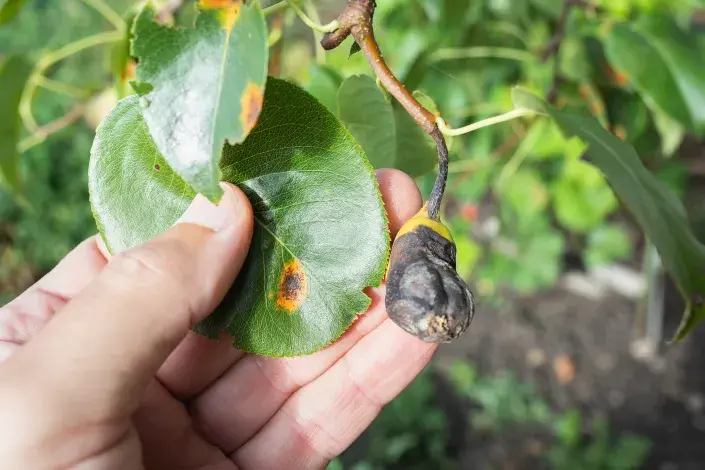 Rez hrušňová na listech Rez hrušňová na listech