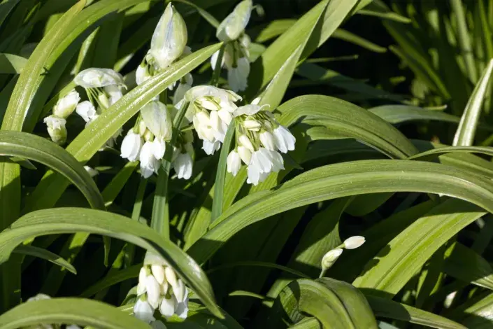 Česnek podivný (Allium paradoxum)