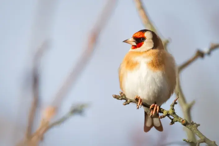 Kvíz ze zoologie. Kvíz ze zoologie.