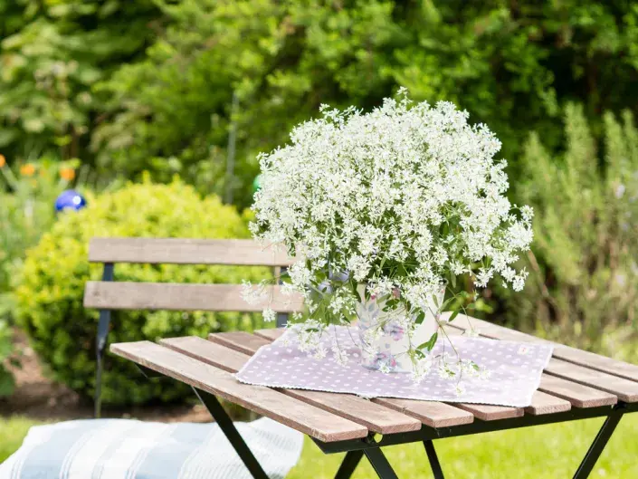 Pryšec třezalkovitý 