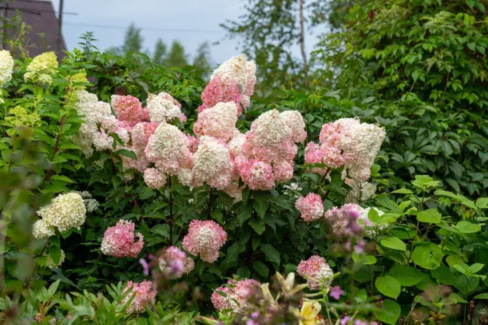 hortenzie latnatá (Hydrangea paniculata) hortenzie latnatá (Hydrangea paniculata)