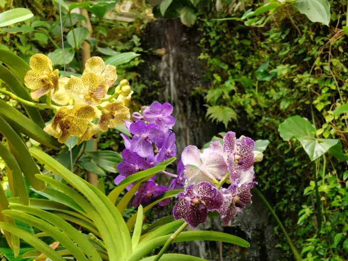 Výstava orchidejí - Královny intrik ve Fata Morganě Výstava orchidejí - Královny intrik ve Fata Morganě