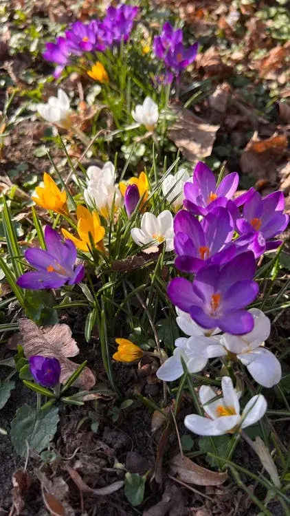 Jaro Jarní květiny, dřeviny a keře pro vaši zahradu