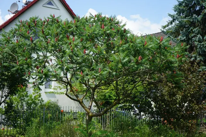 rychlý stín rychlý stín