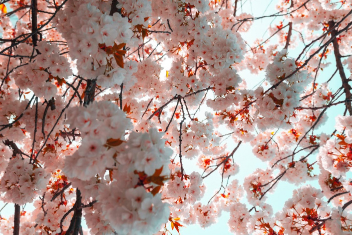 Sakura
