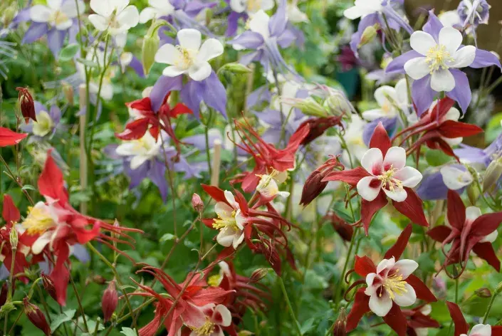 Orlíček obecný Orlíček obecný