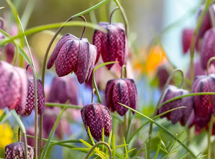 řebčík kostkovaný